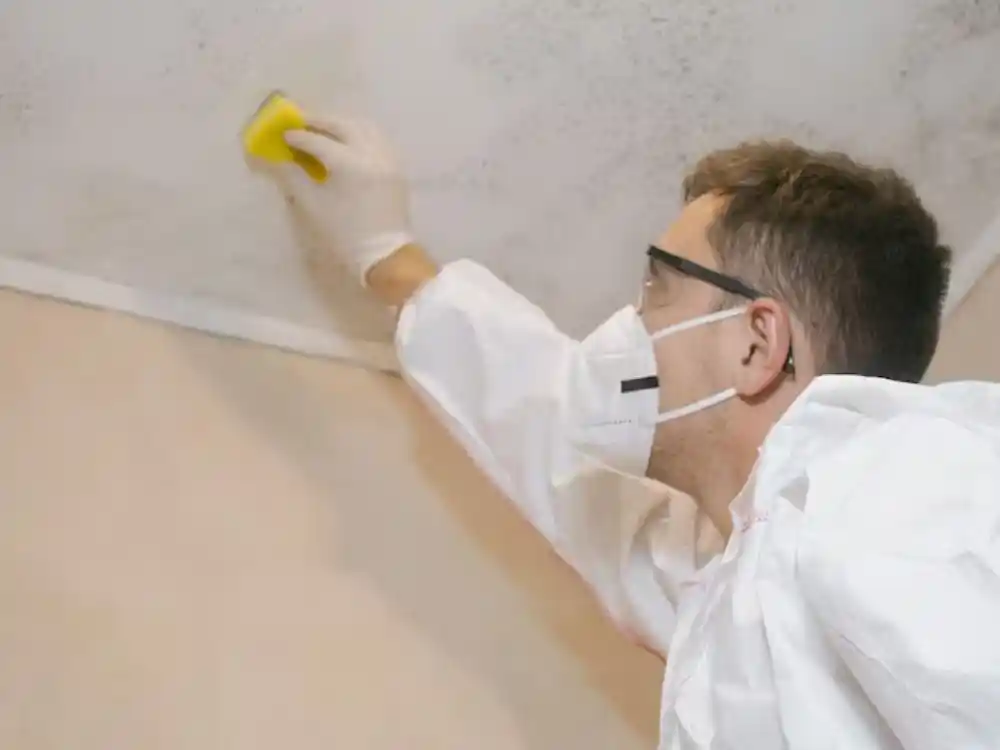 Technician removing mold-affected drywall inside a sealed plastic containment area — Black Mold Remediation Removal in Fairfax, VA