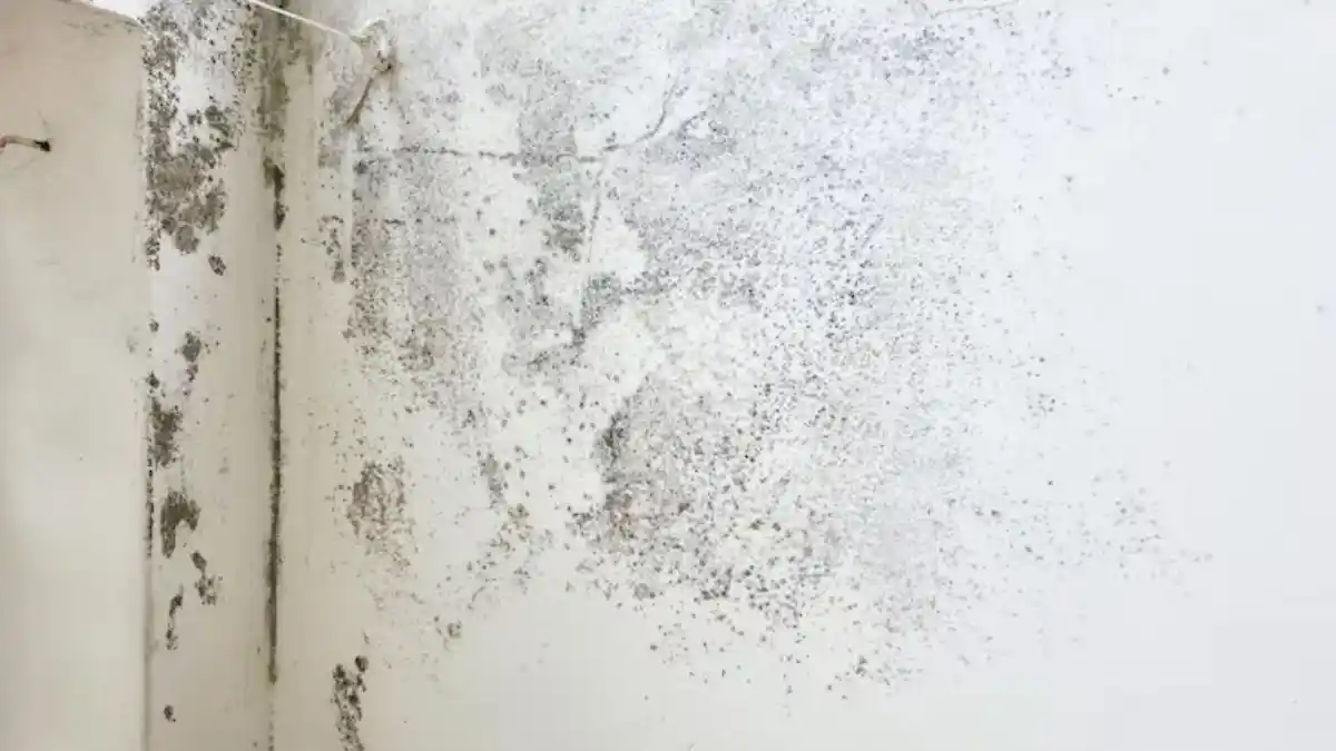 Visible mold growth on a wall or ceiling corner, moderate/realistic severity — Mold Remediation Services in Fairfax, VA